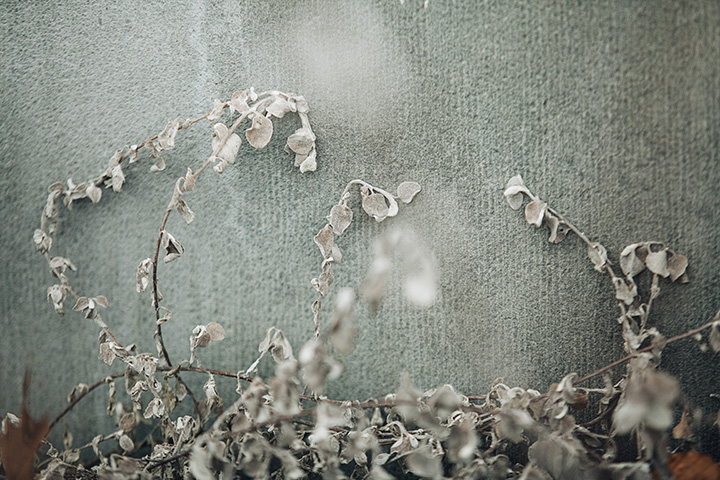 Art Photography - Finding Beauty in the Dead of Winter