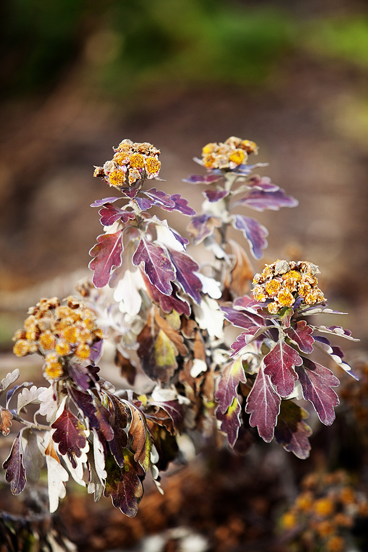 Art Photography - Finding Beauty in the Dead of Winter