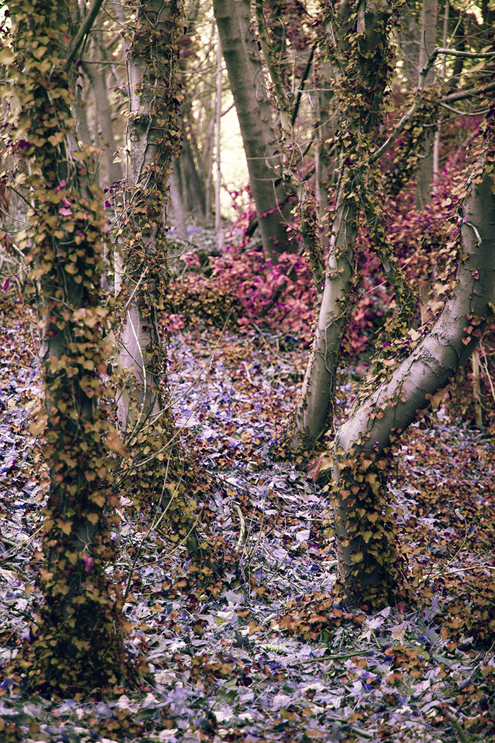 Art Photography - Finding Beauty in the Dead of Winter