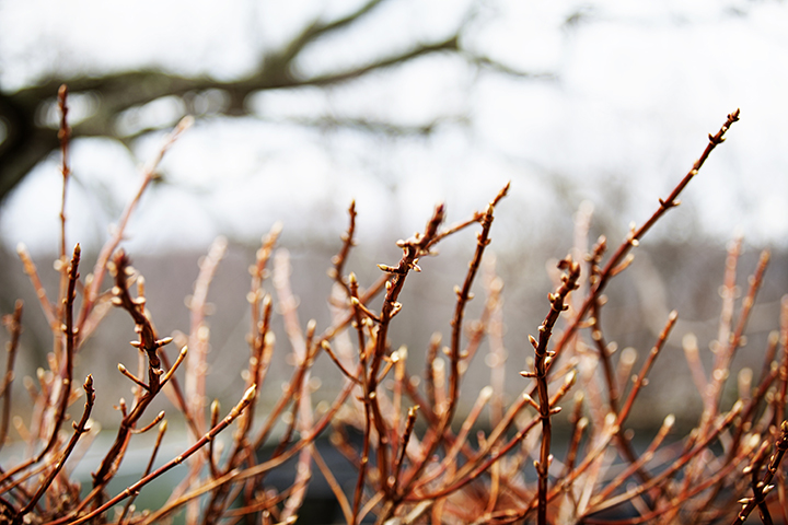 Art Photography - Finding Beauty in the Dead of Winter