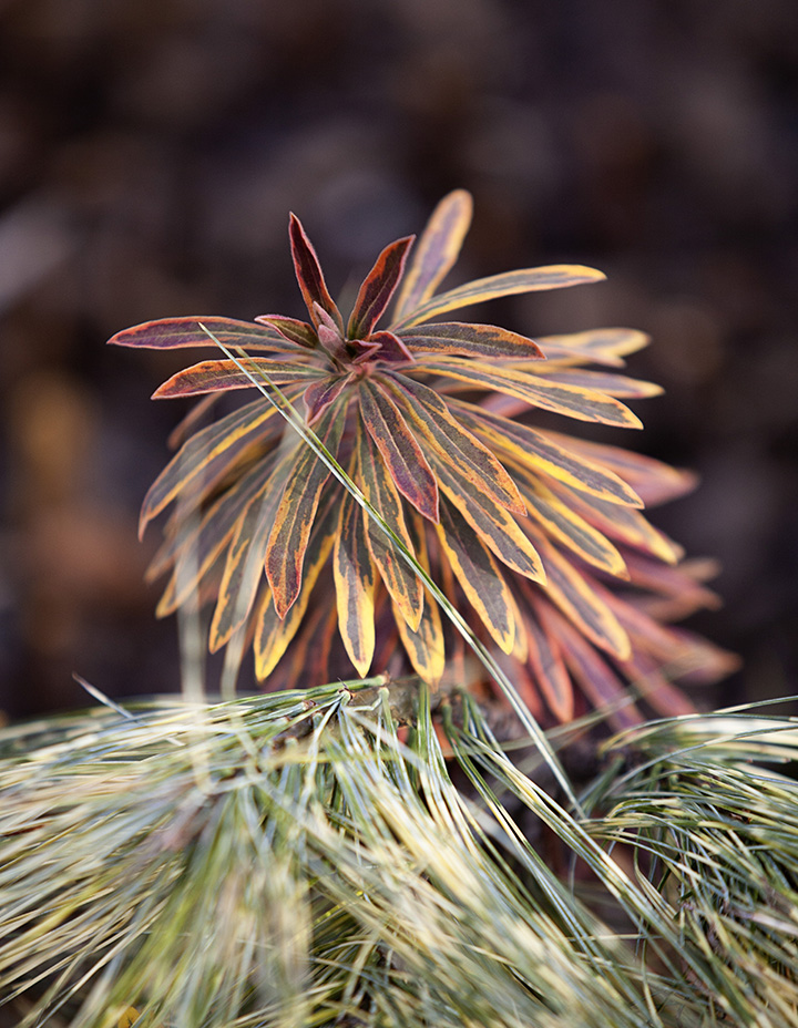 Art Photography - Finding Beauty in the Dead of Winter