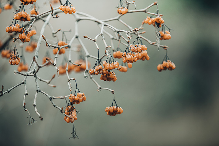 Art Photography - Finding Beauty in the Dead of Winter