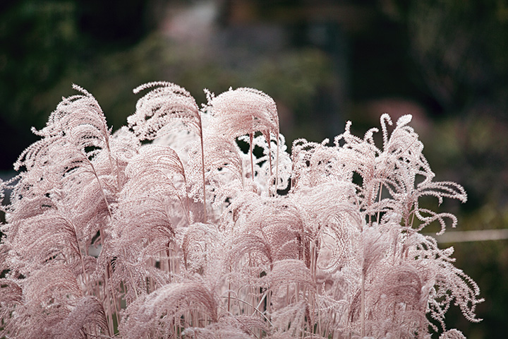 Art Photography - Finding Beauty in the Dead of Winter