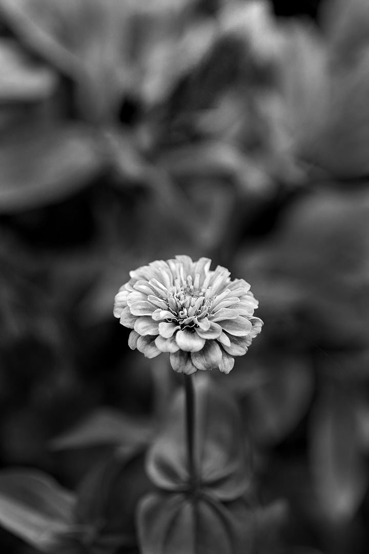 Black and White Flower - 1