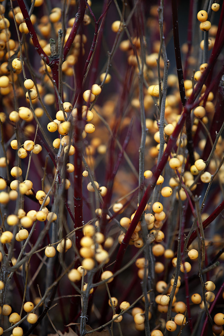 Finding Beauty in the Dead of Winter - NY Botanical Gardens