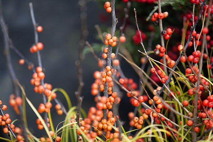 Finding Beauty in the Dead of Winter - NY Botanical Gardens