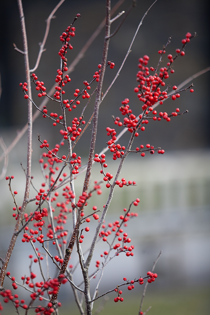 Finding Beauty in the Dead of Winter - NY Botanical Gardens