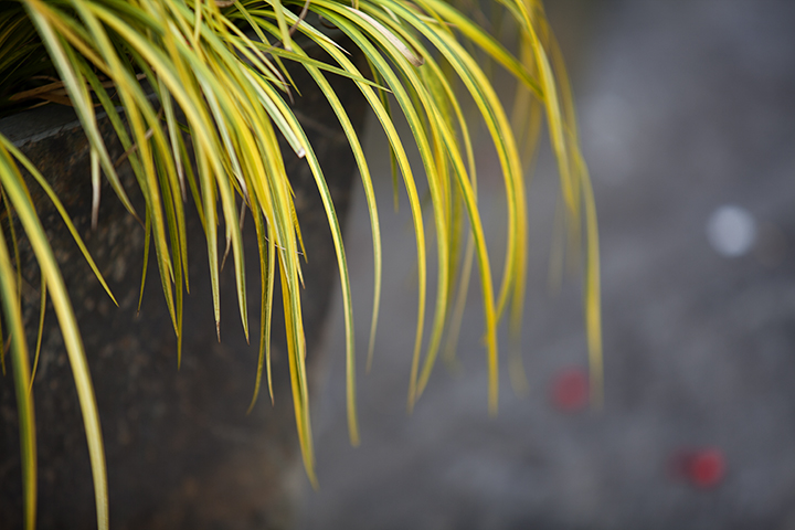 Finding Beauty in the Dead of Winter - NY Botanical Gardens