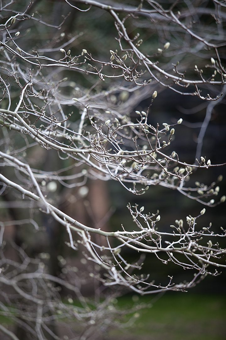 Finding Beauty in the Dead of Winter - NY Botanical Gardens