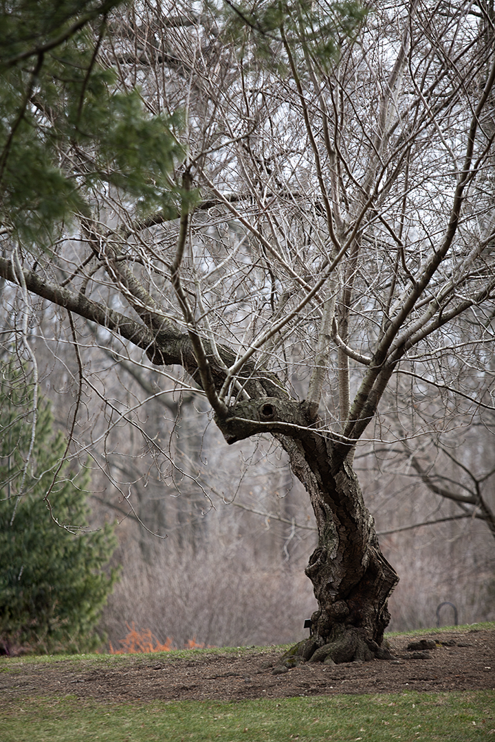 Finding Beauty in the Dead of Winter - NY Botanical Gardens