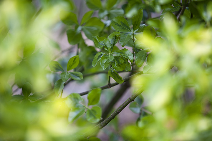 Finding Beauty in the Dead of Winter - NY Botanical Gardens