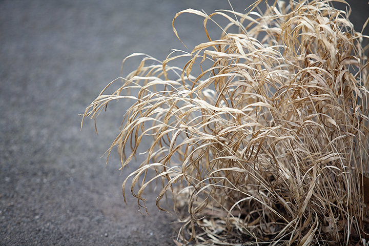 Finding Beauty in the Dead of Winter - NY Botanical Gardens