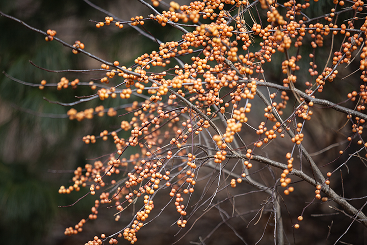 Finding Beauty in the Dead of Winter - NY Botanical Gardens