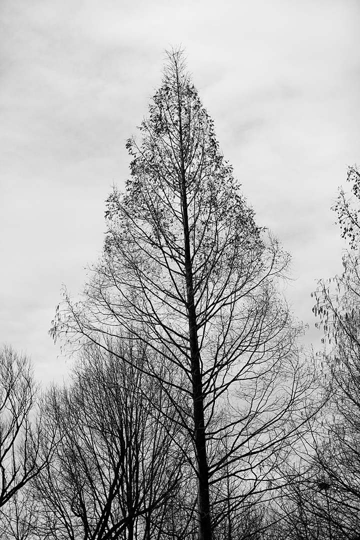 Finding Beauty in the Dead of Winter - NY Botanical Gardens