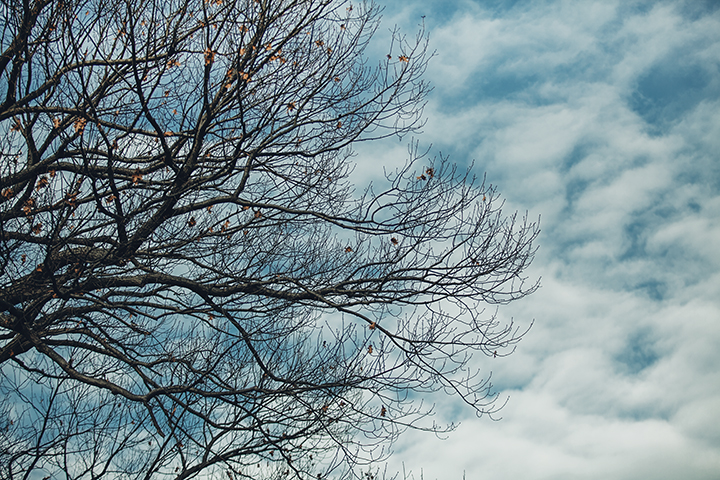 Finding Beauty in the Dead of Winter - NY Botanical Gardens