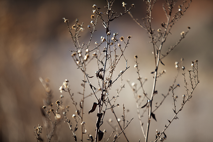 Finding Beauty in the Dead of Winter - NY Botanical Gardens