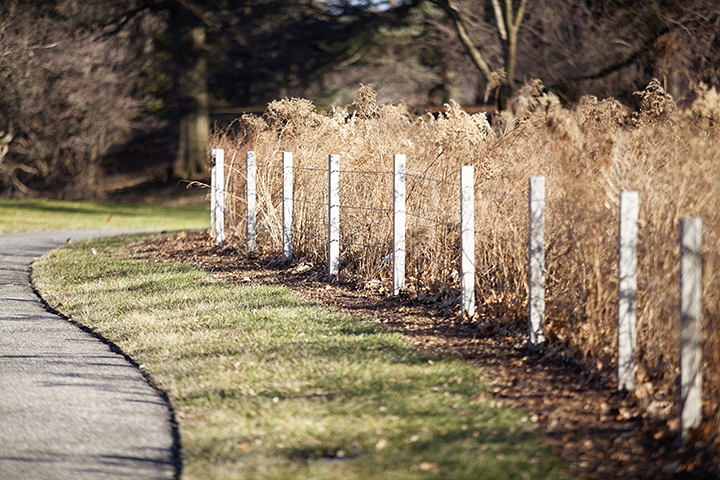 Finding Beauty in the Dead of Winter - NY Botanical Gardens