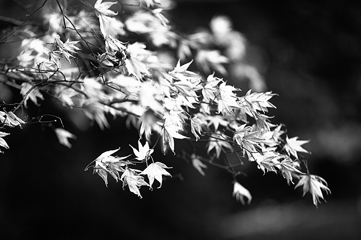 Finding Beauty in the Dead of Winter - NY Botanical Gardens