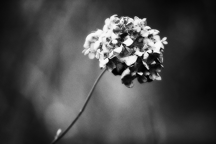 Finding Beauty in the Dead of Winter - NY Botanical Gardens