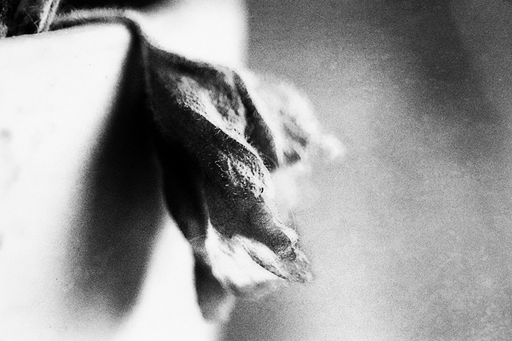 Black and white photography - dead plant