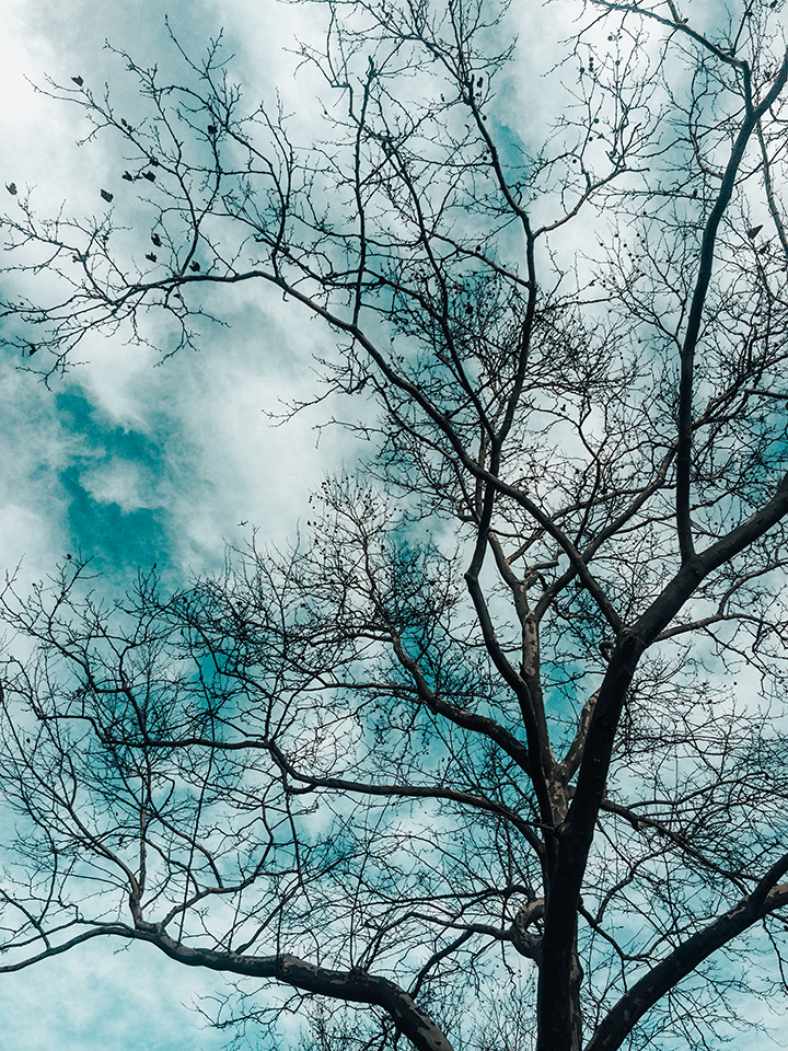 Clouds and trees winter morning walk NYC