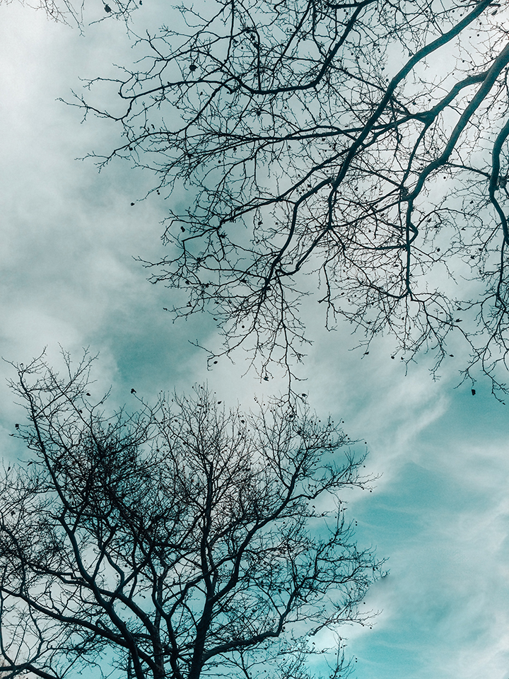 Clouds and trees winter morning walk NYC