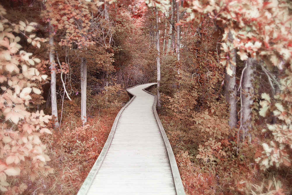 Art Photography by Stacey Natal - Appalachian Trail