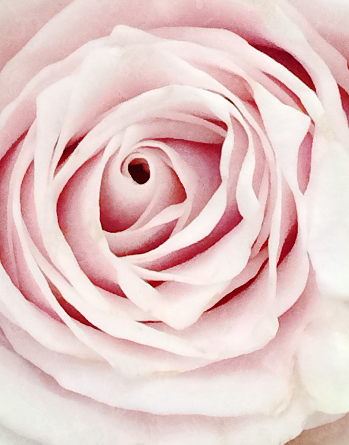 blush rose art photography