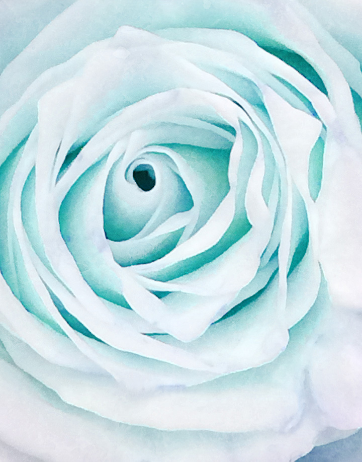 blue rose art photography