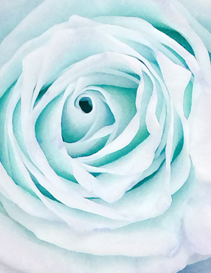 Blue Rose Flower Photography