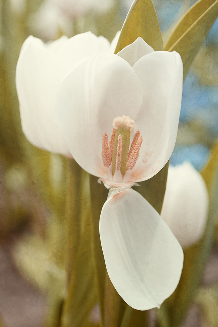 Tulip Flower Photography