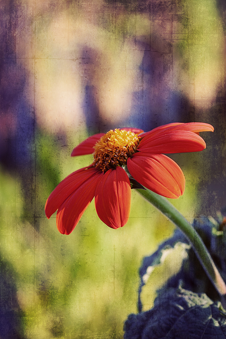 floral photography by Stacey Natal