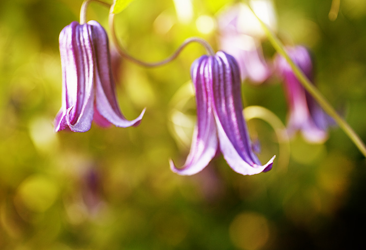 floral photography by Stacey Natal