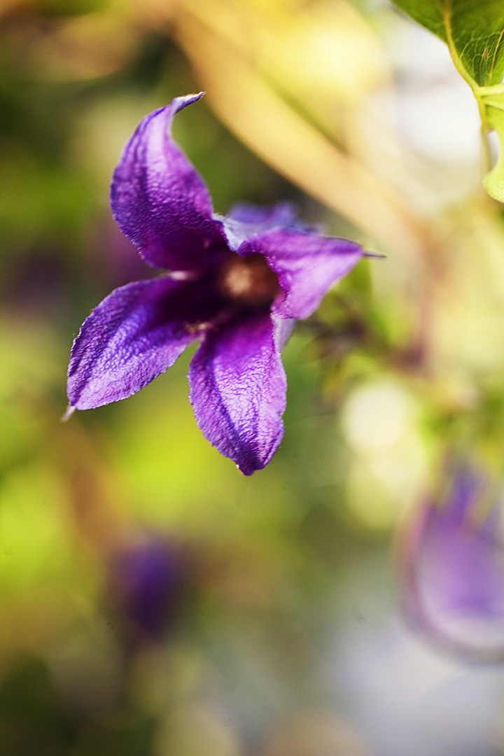 floral photography by Stacey Natal