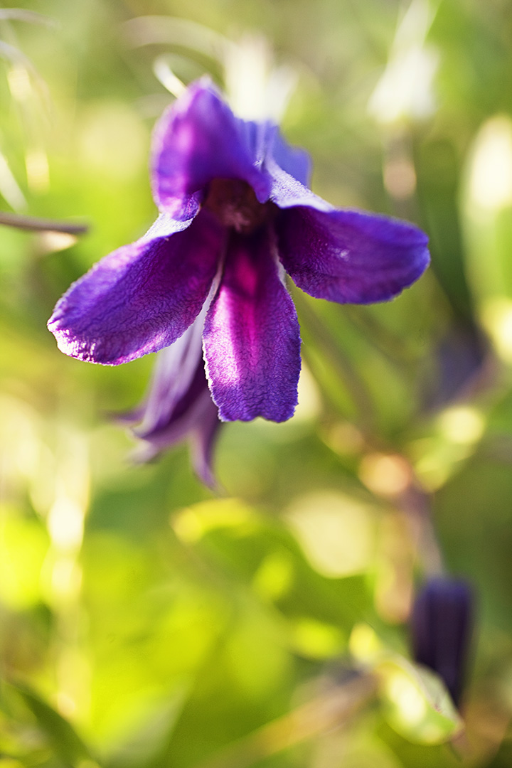 floral photography by Stacey Natal