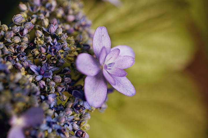 floral photography by Stacey Natal