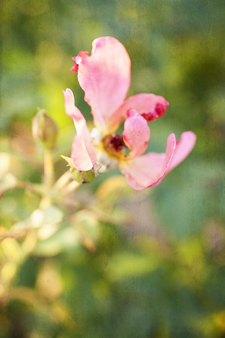 floral photography by Stacey Natal