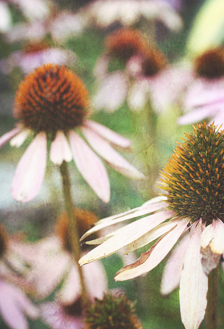 Pink Cone Flowers