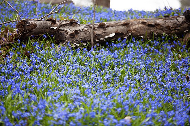 Glory In the snow flowers at Wave Hill