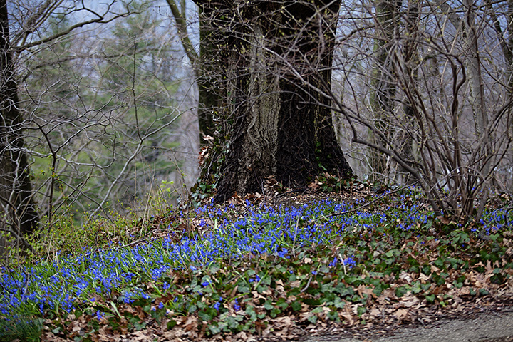 Glory In the snow flowers at Wave Hill