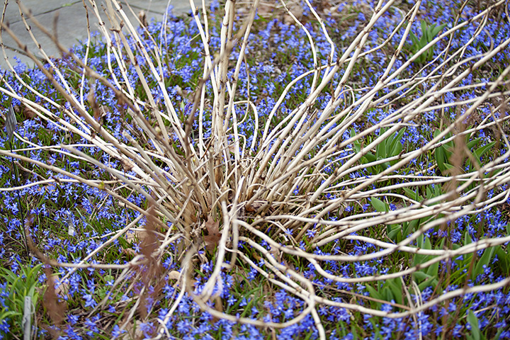 Glory In the snow flowers at Wave Hill