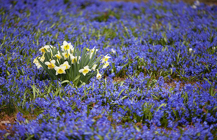 Glory In the snow flowers at Wave Hill