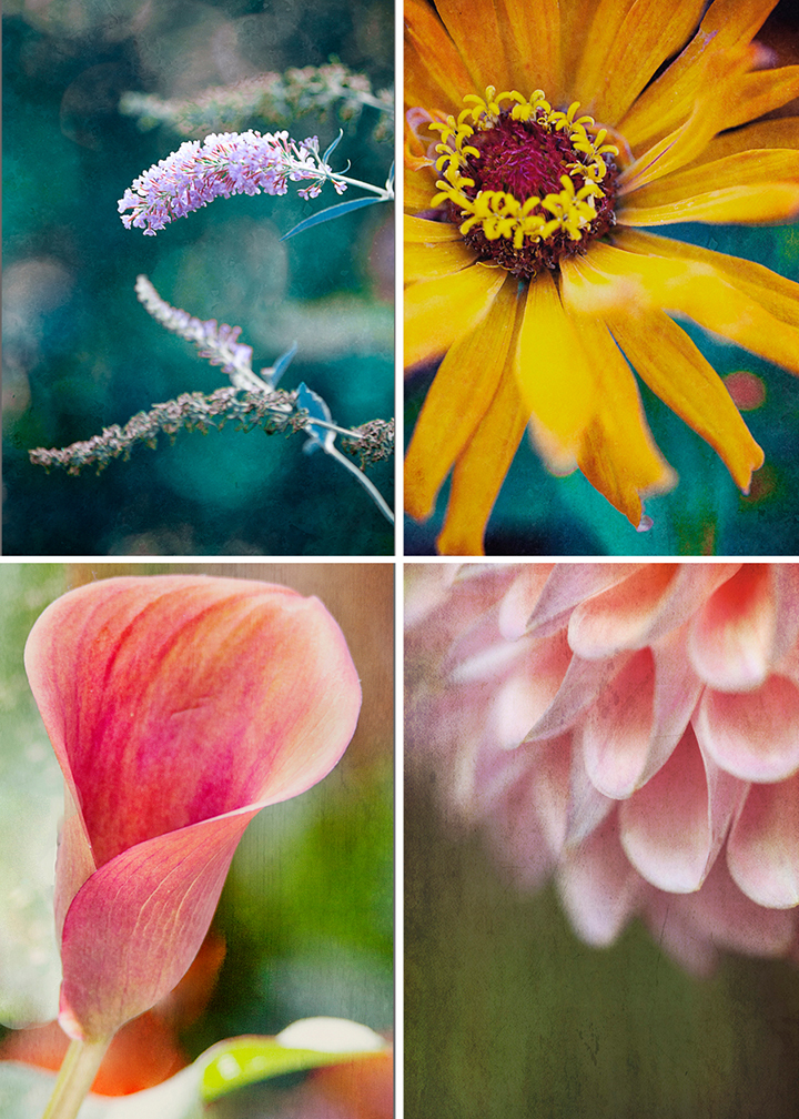 Floral fine art photography by Stacey Natal