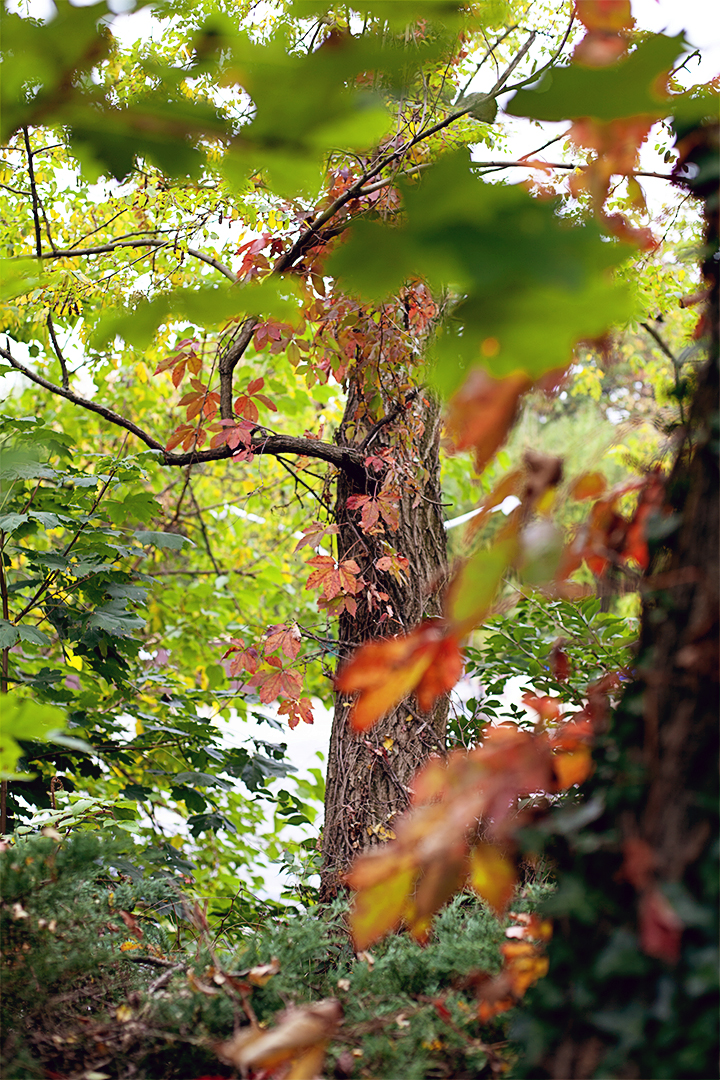 Fall foliage in Riverdale, NY - photo by Stacey Natal