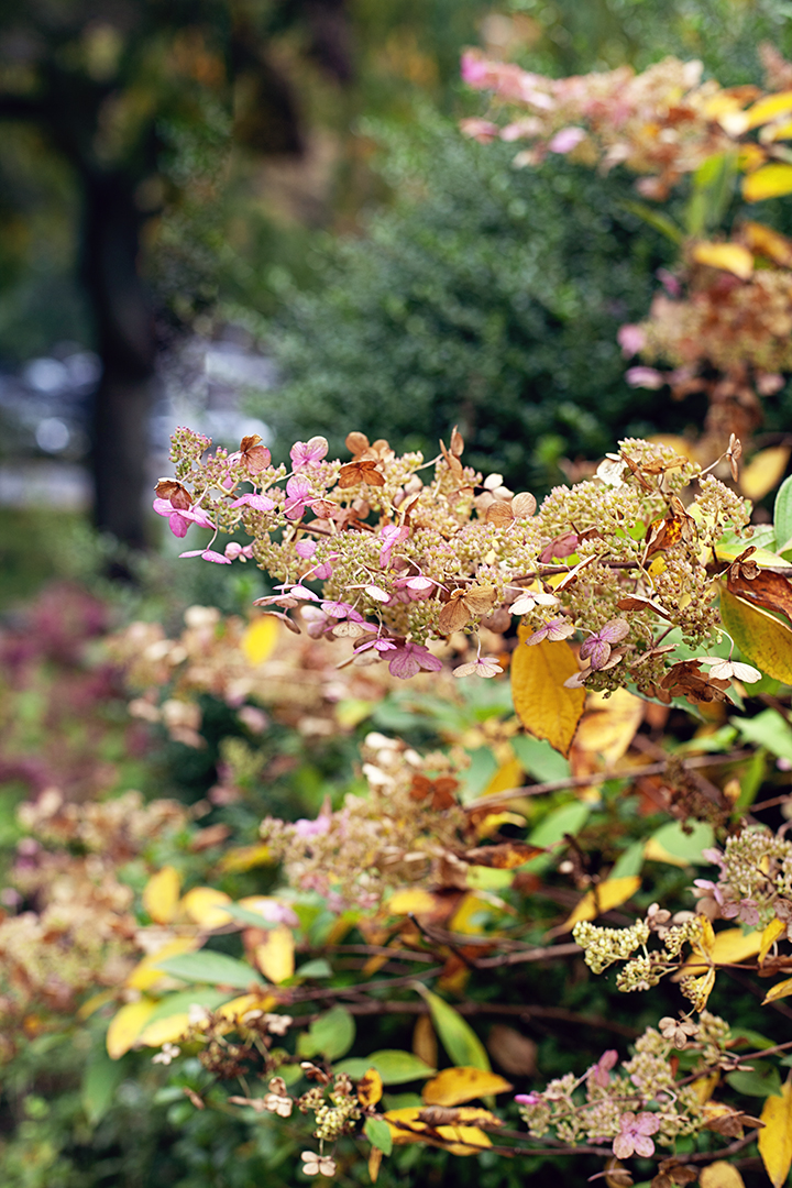 Fall foliage in Riverdale, NY - photo by Stacey Natal