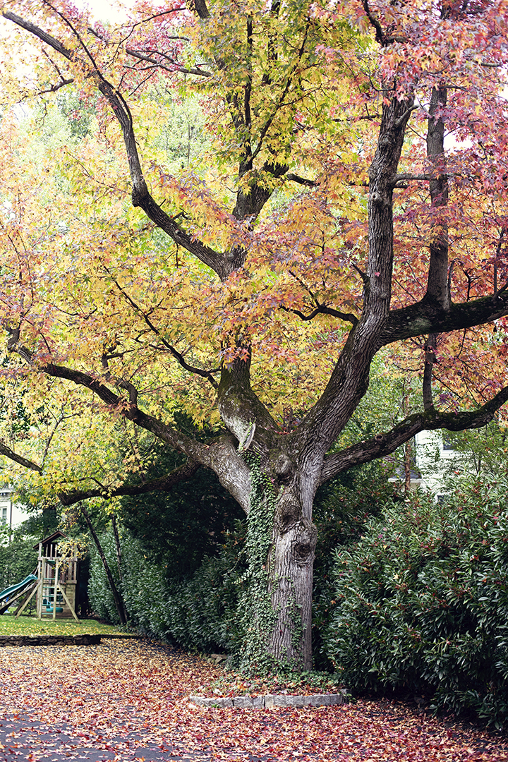 Fall foliage in Riverdale, NY - photo by Stacey Natal