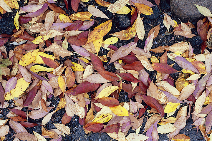 Fall foliage in Riverdale, NY - photo by Stacey Natal