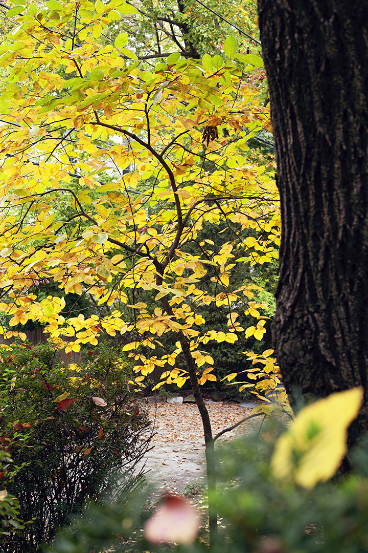 Fall foliage in Riverdale, NY - photo by Stacey Natal