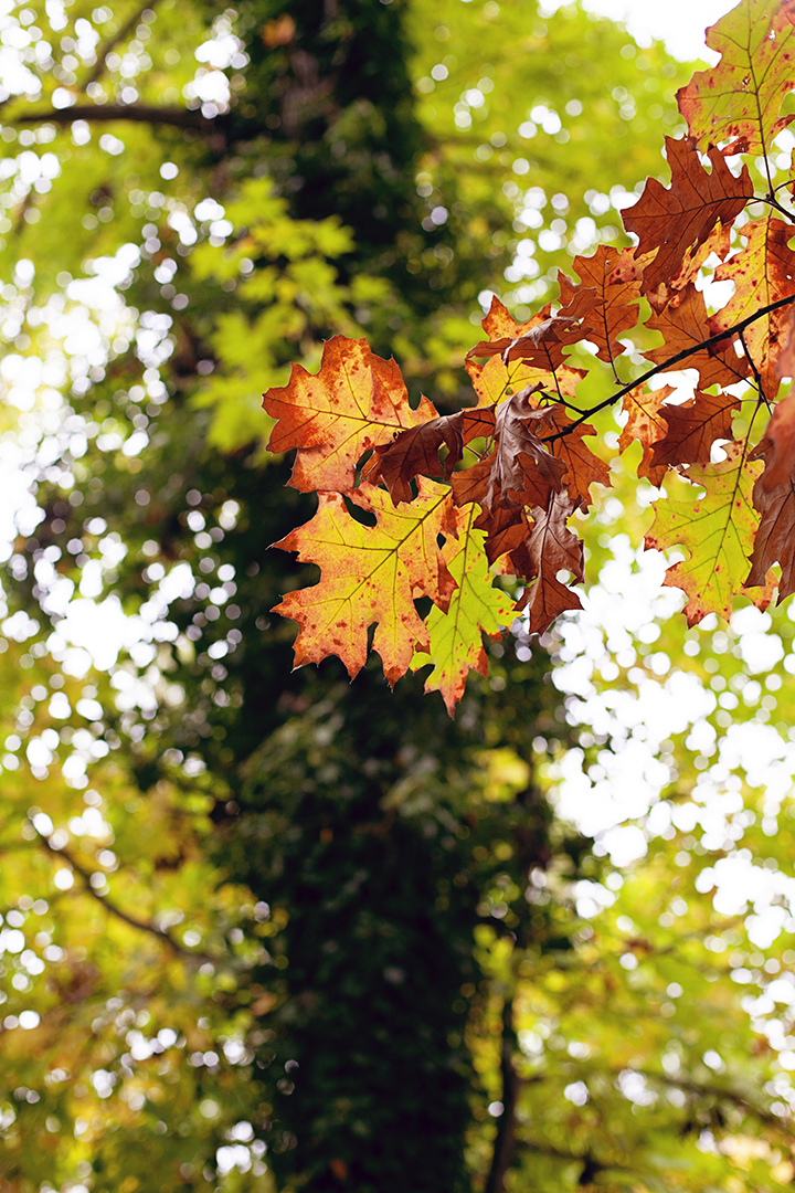 Fall foliage in Riverdale, NY - photo by Stacey Natal