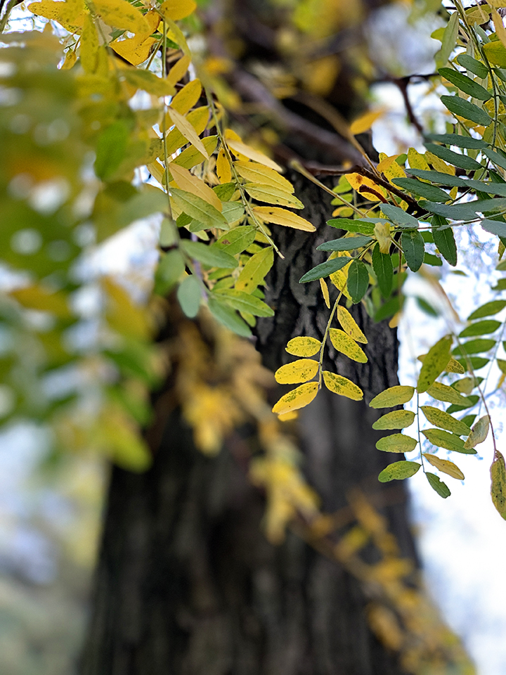 Fall foliage in Riverdale, NY - photo by Stacey Natal